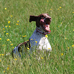 image of dog running